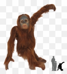 Monkey Orangutan Png Transparent Images Free Download - Outline Orangutan Png Emoji,Ape Emoji Png