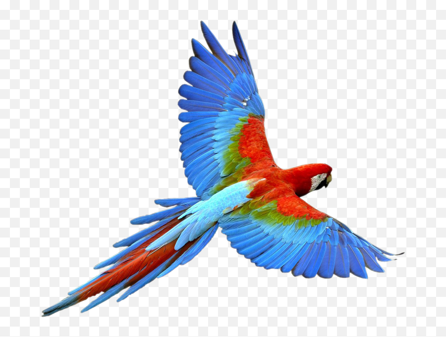 Flying Parrot Psd Official Psds - Transparent Background Parrot Clipart Emoji,Parrot Emoji