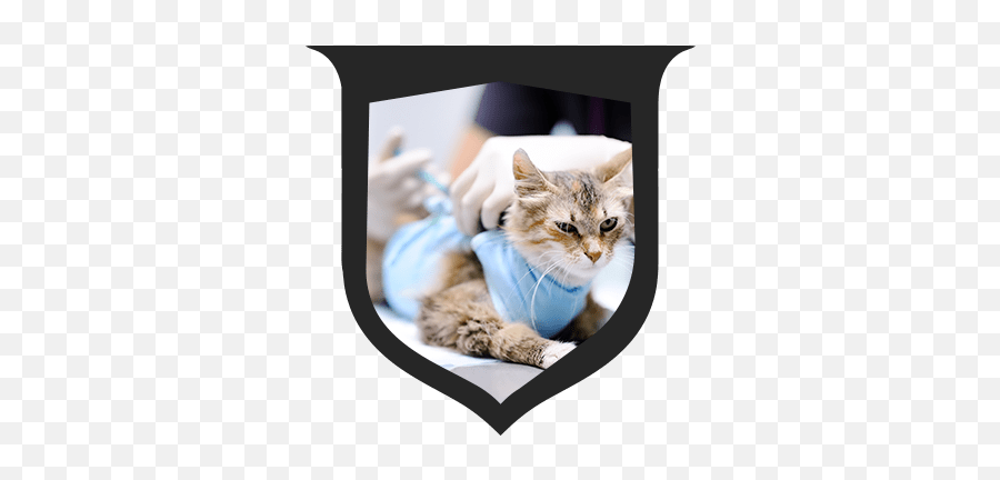 Home Heritage Animal Hospital Emoji,Cat's Emotions On Fb