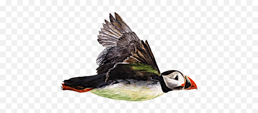 Puffinrock - Telegram Sticker Emoji,Puffin Emoticon