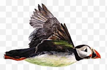 Puffinrock - Telegram Sticker Emoji,Puffin Emoticon
