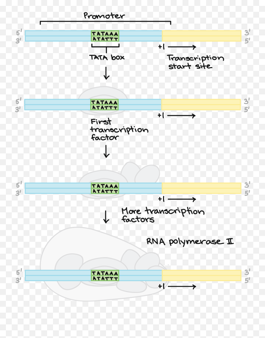 Initiation Elongation And Termination Are The Three Main Emoji,Khan Academy Mcat Emotion Theory