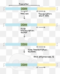 Initiation Elongation And Termination Are The Three Main Emoji,Khan Academy Mcat Emotion Theory