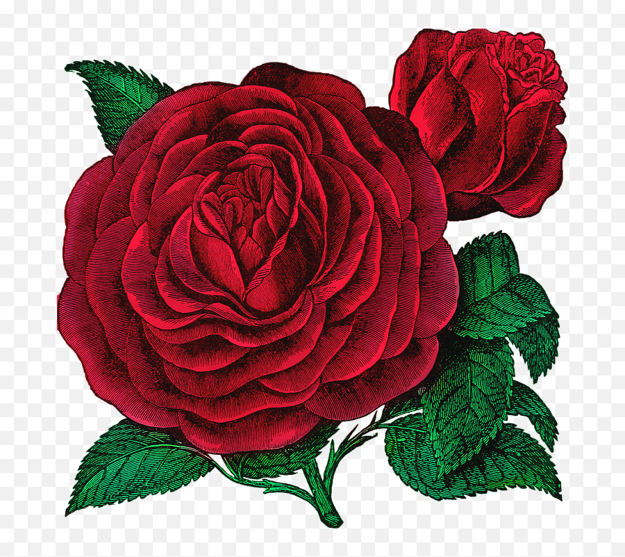 Free Photo Rose Red Floribunda Rose Bloom Vintage Isolated Emoji,Emotions Iceburg