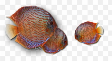 Discus In Eel Grass Womenu0027s Tank Top For Sale By Russ Harris Emoji,Emotions Of A Betta Fish