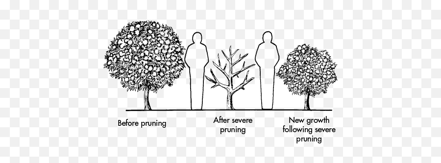 Pruning Landscape Plants Mississippi State University Emoji,Sweet . Emotion Abelia