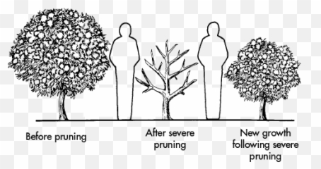 Pruning Landscape Plants Mississippi State University Emoji,Sweet . Emotion Abelia