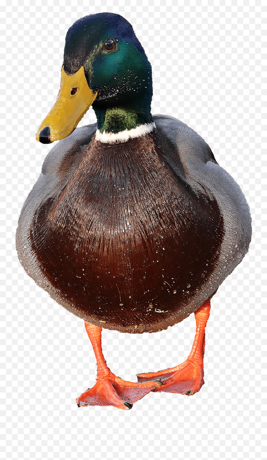 Free Picture Photomontage Creativity Wildlife Waterfowl Emoji,Ducky Emotion