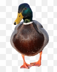 Free Picture Photomontage Creativity Wildlife Waterfowl Emoji,Ducky Emotion