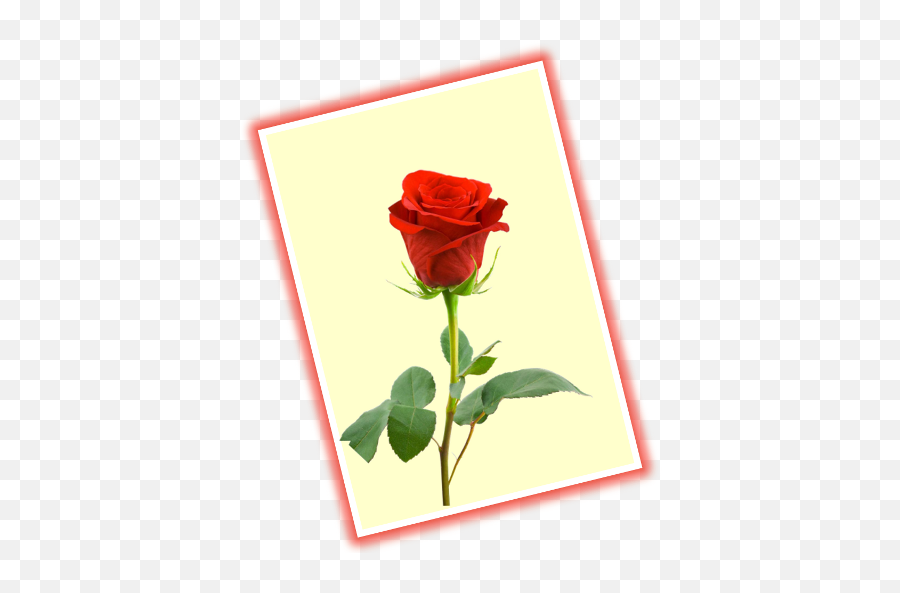 Privacygrade - Single Rose Pic Hd Emoji,Hkgolden Emoji