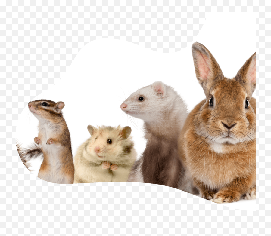 Rodents - Crfamilypets Domestic Rabbit Emoji,Glass Cageof Emotion