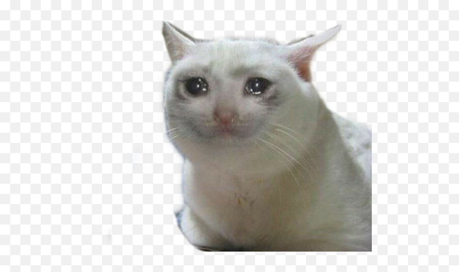 Cat Crying Meme Memes Gato Cry Sticker - Crying Cat Meme Png Emoji,Crying Cat Emojis
