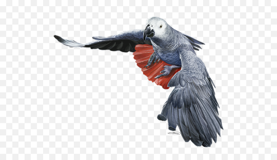 African Grey Parrot Flying Onesie For - Transparent African Grey Png Emoji,African Grey Parrot Reading Emotions