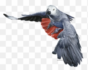African Grey Parrot Flying Onesie For - Transparent African Grey Png Emoji,African Grey Parrot Reading Emotions