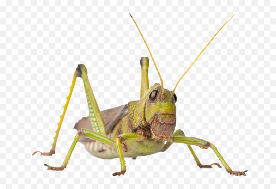 Grasshopper Gafanhoto Grilo Cricket - Parasitism Emoji,Crickets Emoji