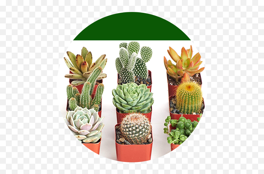 Indoor Plants - Succulent Cactus Emoji,Green And Plants Indoor Effect On Human Emotion