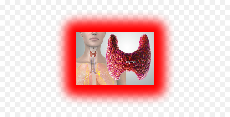 Thyroid - Anatomy U0026 Physiology Ats Disease Emoji,The Acid Emotion Eating At The Spleen