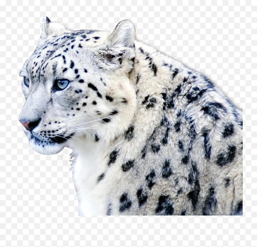 The Most Edited - Beautiful Female Snow Leopard Emoji,Cute Leopard Emojis