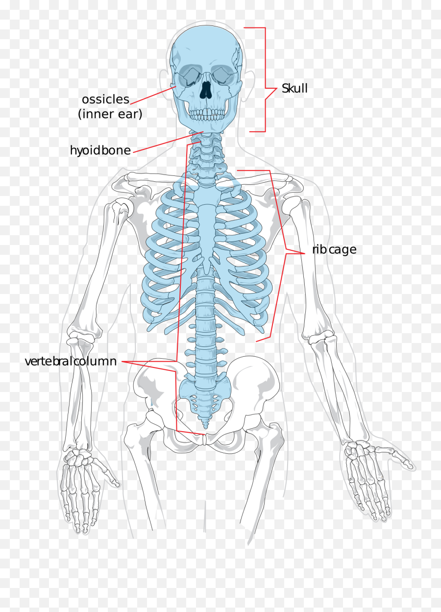 Axial Skeleton - Wikipedia Axial Skeleton Diagram Emoji,Human Emotion Chart