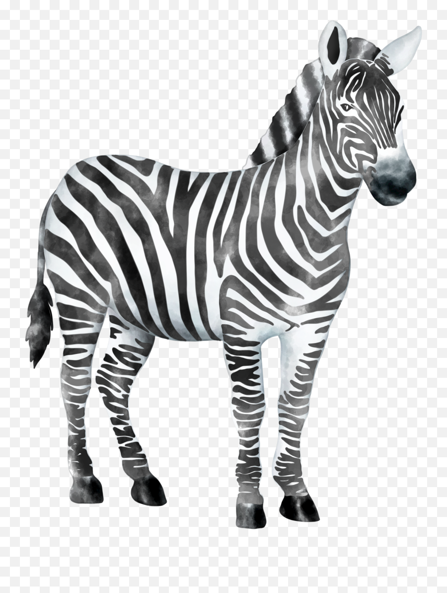 Zebra Zebrastripes Wildanimal Sticker By Stacey4790 - Zebra Print Emoji,Zebra Emoji