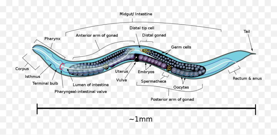 Biologists Extend Worm Lifespan By 500 In Surprising - Adult Stage Biology Emoji,Big Worm Playing With My Emotions