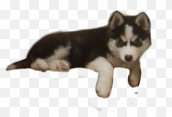Huskysiberianhuskydogpies Sticker - Pies Z Gacha Life Emoji,Siberian Husky Emoji
