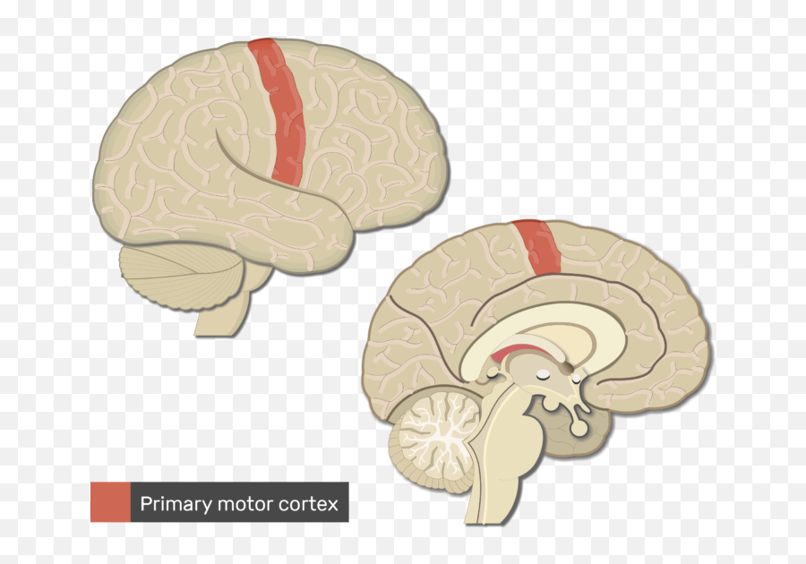 Neuralink And The Brains Magical - Motor Cortex Png Emoji,The Brain A Secret History Emotions