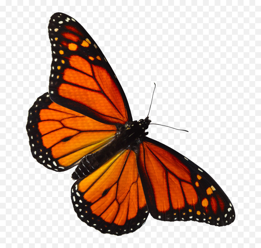 Free Transparent Monarch Butterfly Png - Monarch Butterfly Clipart Png Emoji,Butterfly Emoji Png