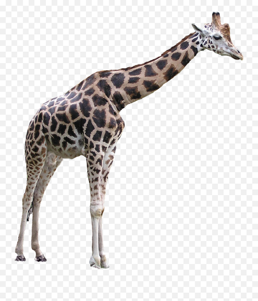 South African Giraffe Png U0026 Free South African Giraffepng - Transparent Background Giraffe Png Emoji,Giraffe Emoji