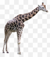 South African Giraffe Png U0026 Free South African Giraffepng - Transparent Background Giraffe Png Emoji,Giraffe Emoji