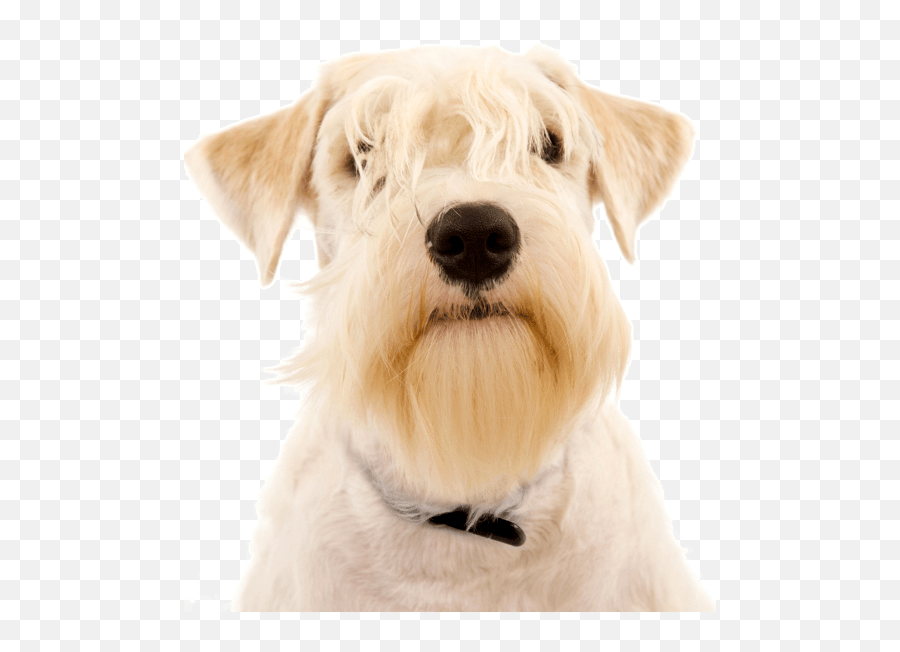 Sealyham Terrier Puppies For Sale - Vulnerable Native Breeds Emoji,Why My Scottish Terrier Doesn't Show Any Emotions