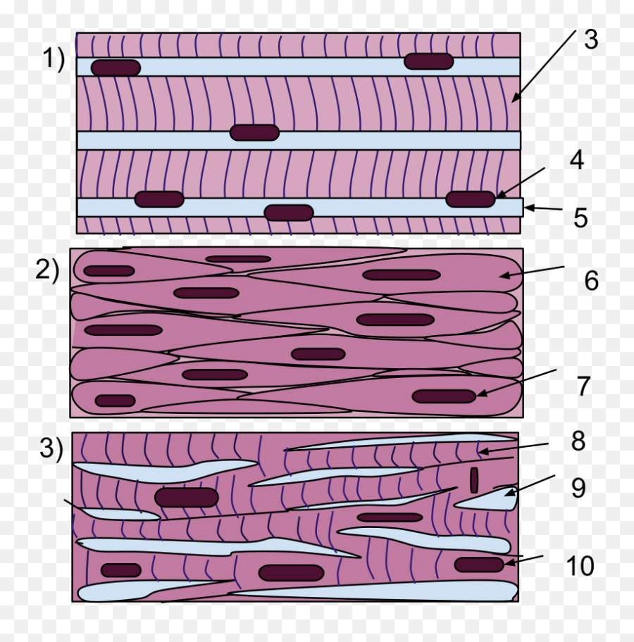 Diagram Diagram Of Muscle Tissue Full Version Hd Quality - Svalová Tká Emoji,Aveo Emotion 2014