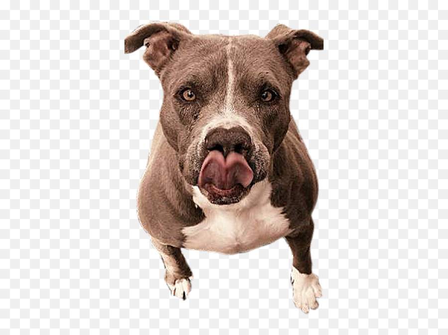 Pit Bull Png Image With No Background - Collar Emoji,Pitbull Emoji