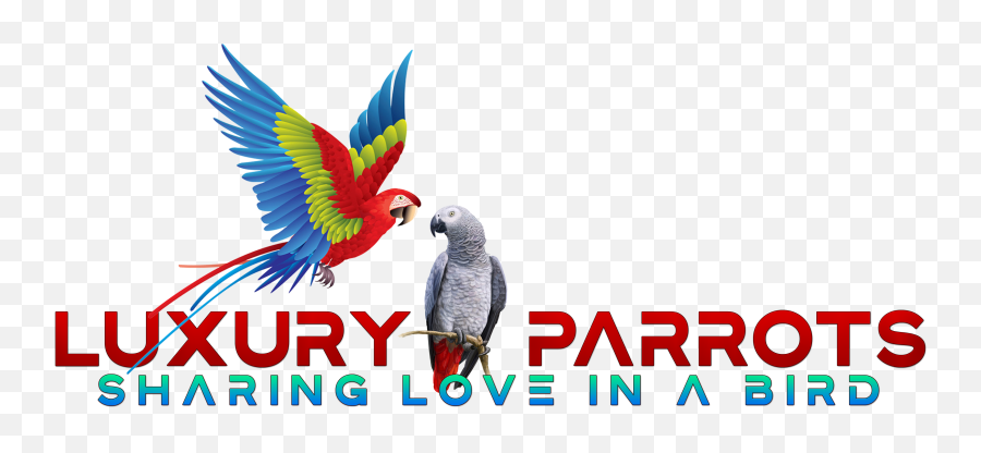 African Grey - Language Emoji,African Grey Parrot Reading Emotions