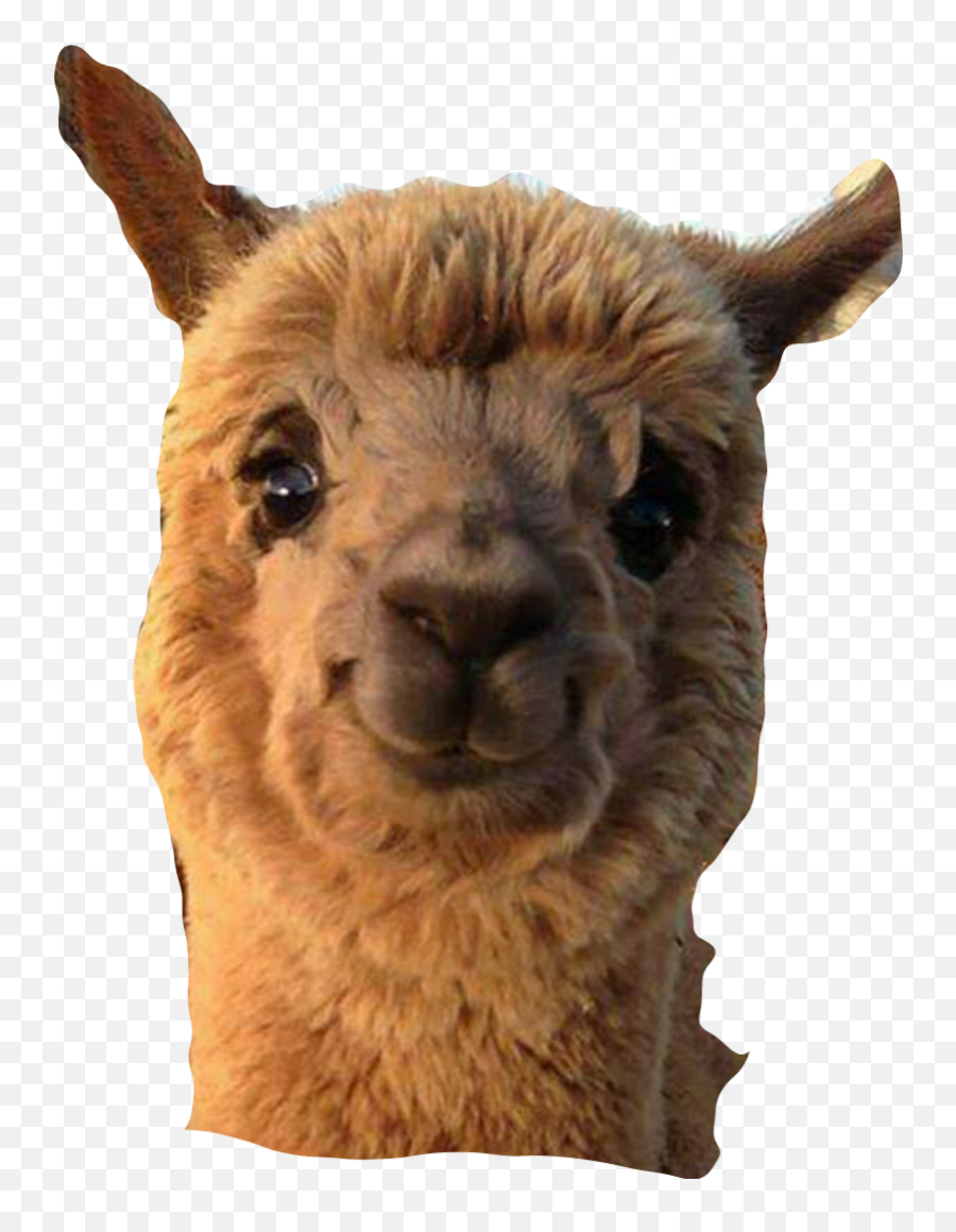 The Most Edited - Fresh Emoji,Alpaca Msn Emoticon
