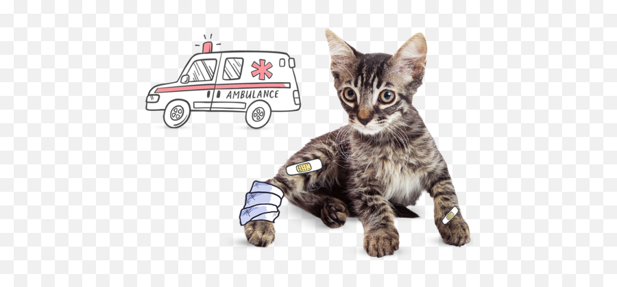 Cat Insurance Plans - Broken Cat Leg Emoji,Cat Ears That Tell Your Emotions