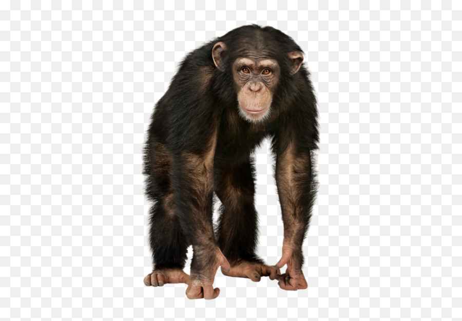Angry Chimpanzee Monkey Picture Png Download - 29050 Monkey Png Emoji,Pictures Of Cute Emojis Of A Lot Of Monkeys