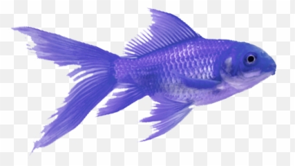 The Coolest Fish Stickers - Aquarium Fish Emoji,Fish Horse Head Emoji