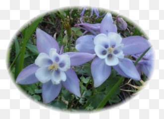 May 2013 U2013 Page 2 U2013 Daily Encouragement - Columbine Emoji,Watchman Nee Quote Emotions Getting Stirred Up Cause The Mind To Be Deceived