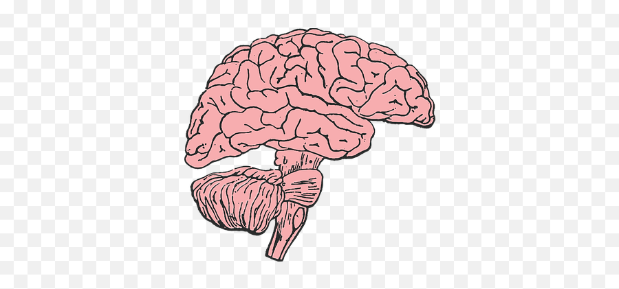 200 Free Mind U0026 Brain Vectors - Pixabay Brain Clip Art Emoji,Brain Emoji