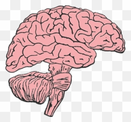200 Free Mind U0026 Brain Vectors - Pixabay Brain Clip Art Emoji,Brain Emoji