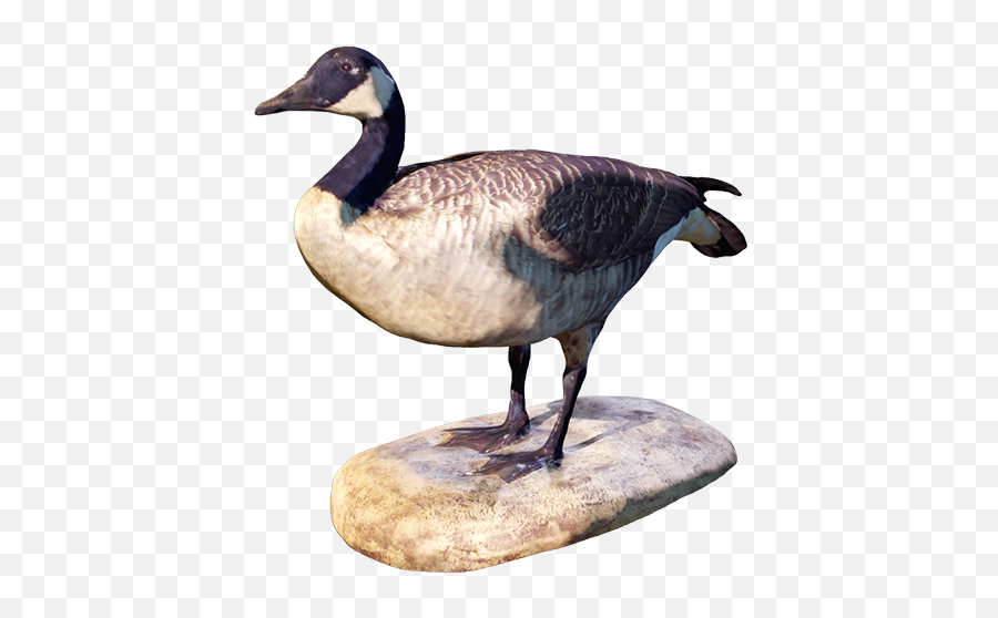 Canada Goose Activity Description Canada Geese Are Native - Canada Goose Emoji,Canadian Goose Emoticon