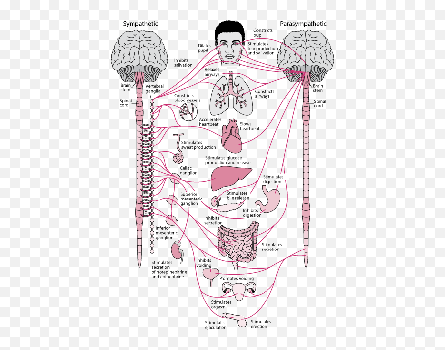 Understanding The Autonomic Nervous System - Dysautonomia Anatomy Sympathetic Nervous System Emoji,Nervous Emoji Text