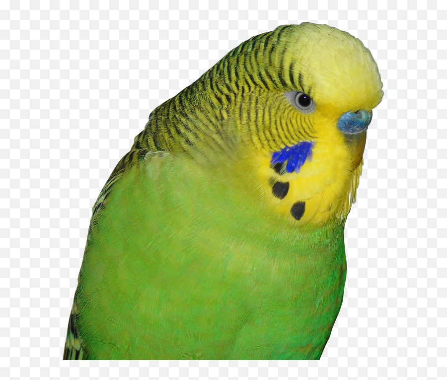 Free Photo Budgie Animal World Bird Green Parakeet Small Emoji,Animal Emotion Amazon