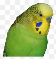 Free Photo Budgie Animal World Bird Green Parakeet Small Emoji,Animal Emotion Amazon