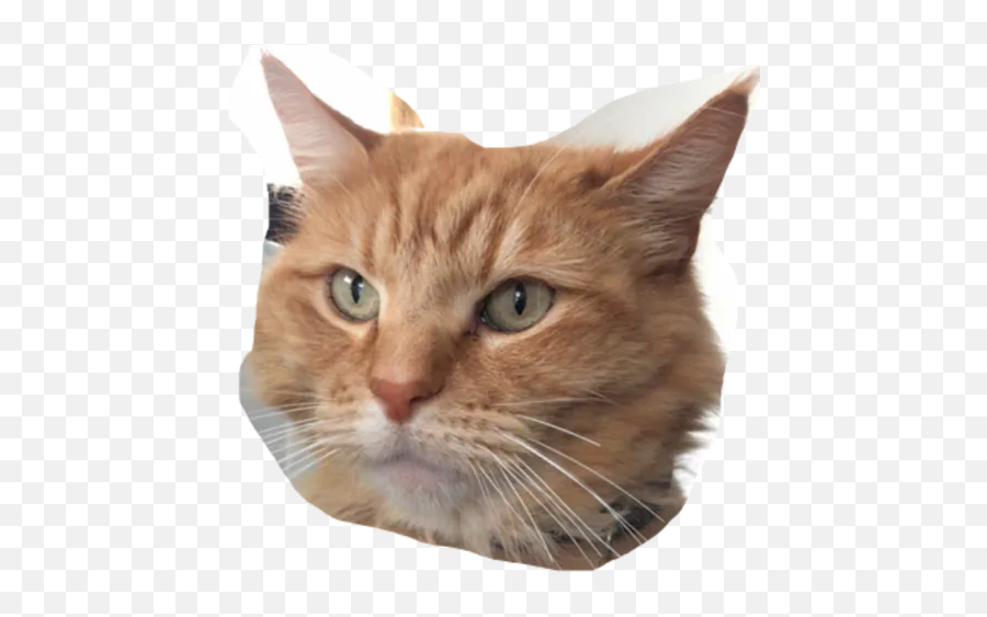 My Stickers By You - Sticker Maker For Whatsapp Emoji,Fat Cat In Love Emoji
