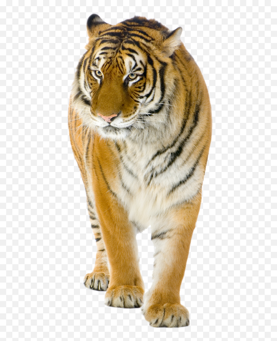 Lion Felidae Bengal Tiger Stock Photography - Tiger Png Emoji,Bengal Emoji