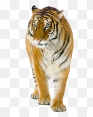 Lion Felidae Bengal Tiger Stock Photography - Tiger Png Emoji,Bengal Emoji