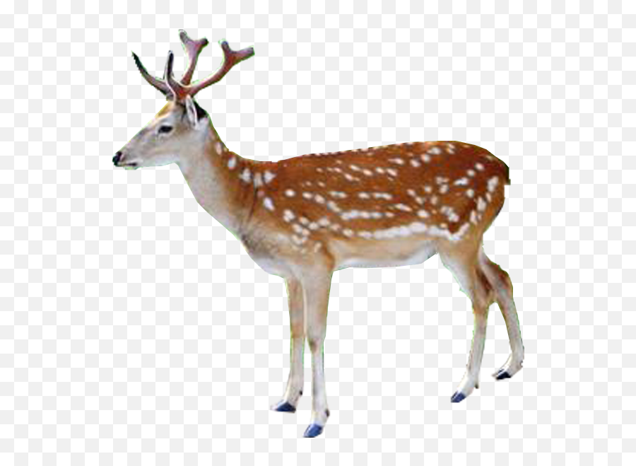 Page 5 For Deer Clipart Emoji,Deer In Headlights Emoji