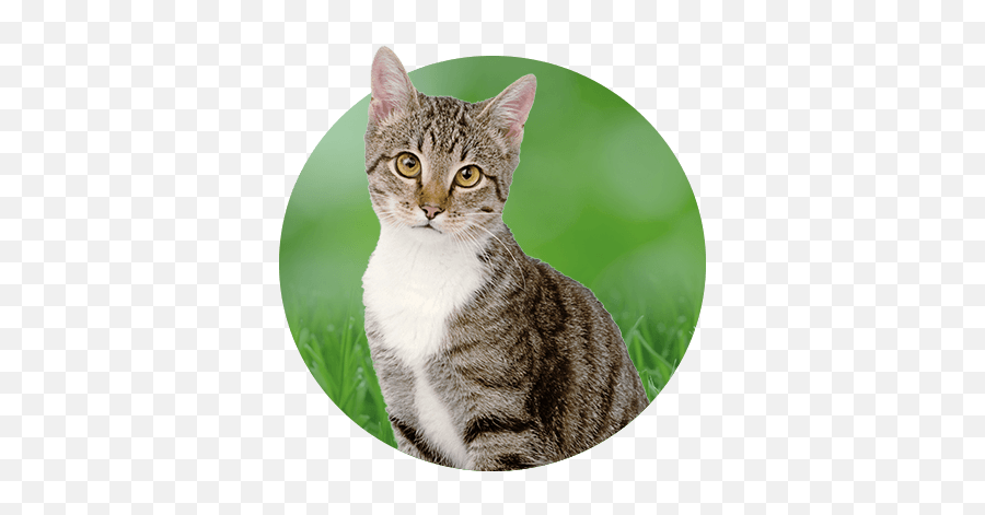 Spay U0026 Neuter Kansas City Mo - Cat Png Hd Emoji,Neutered Dog Emoticons